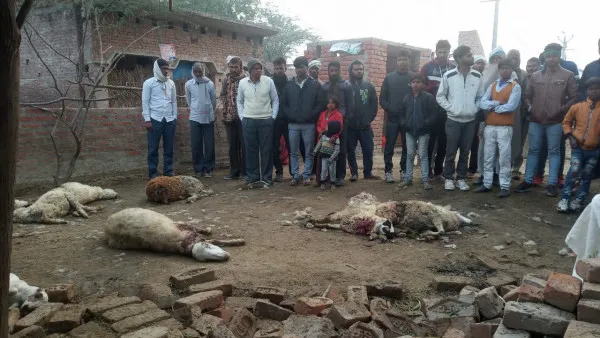 Farrukhabad news:आवारा कुत्तों ने बोल दिया हमला कई भेड़ों की मौत