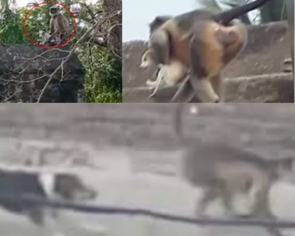 Monkeys Dogs Gang War:बंदरों औऱ कुत्तों के बीच छिड़ा गैंगवार अब तक सैकड़ों की मौत