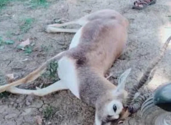 Uttar Pradesh News:बाँदा में काले हिरण का शिकार.कई शिकारी पुलिस के हत्थे चढ़े