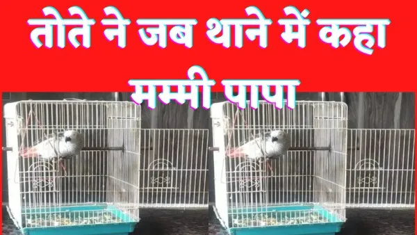 UP Agra Parrot News : दो परिवार तोते पर जता रहे थे हक, थाने में तोते ने मम्मी पापा कहकर खुद किया फ़ैसला