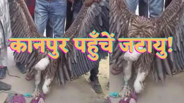 Kanpur Giddh News : हिमालय से कानपुर पहुँच गए जटायु दुर्लभ जीव को देखने उमड़ी लोगों की भीड़