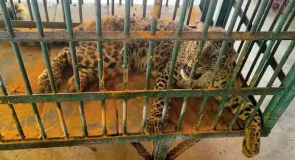 Kanpur Zoo Leopard Died : कानपुर चिड़ियाघर में मादा तेंदुए की हुई मौत,ये थी वजह