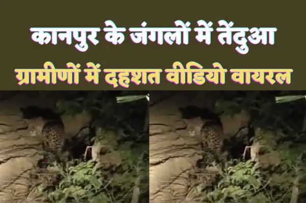 Kanpur Leopard News : कानपुर में तेंदुए को देख घबराए कार सवार,वीडियो बनाकर किया वायरल
