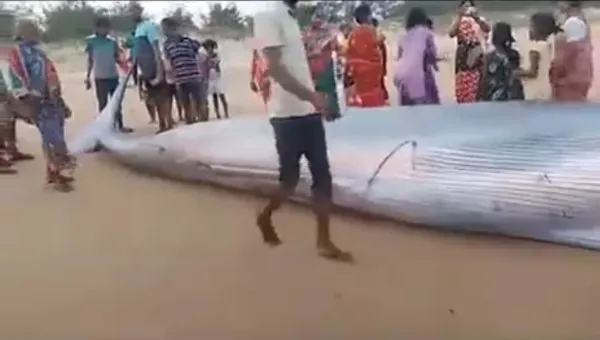 Whale Viral Video : मृत हाल में 25 फीट लंबी दुर्लभ व्हेल मछली मिली समुद्र किनारे, लोग लेने लगे सेल्फी