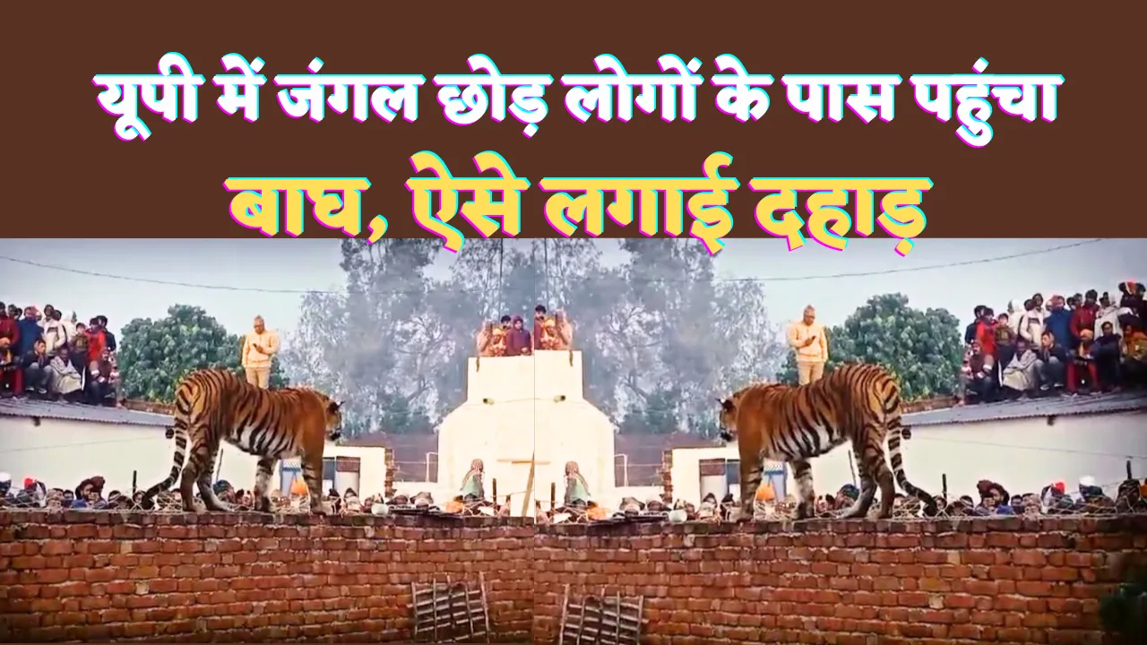 Tiger In Pilibhit: पीलीभीत में जंगल छोड़ घर की दीवार पर ऐसे दहाड़ता रहा 'TIGER' ! बाघ को देखने उमड़ पड़ी लोगों की भीड़, बनाने में जुट गए वीडियो