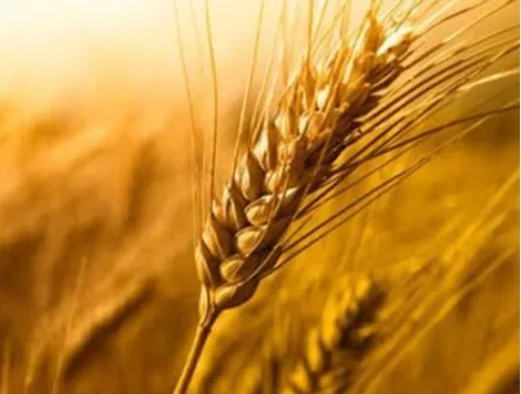 significance_of_ear_of_wheat