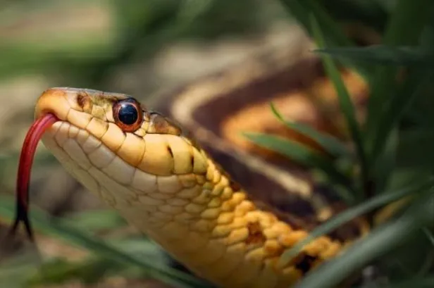 Snakes Venom Demand:  सांप के जहर की क्यों बढ़ रही है डिमांड ! आखिरकार नशेड़ी के शरीर में 3 से 4 सप्ताह तक कैसे रहता है इसका असर, जानिए इस रिपोर्ट के जरिए