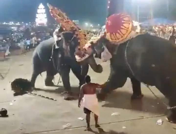 Kerala Elephants Arattupuzha Video: केरल में मेले के दौरान भिड़ गए आपस में दो हाथी ! मेले में मची भगदड़, वीडियो हुआ वायरल