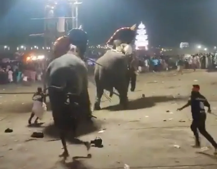 two_elephants_fight_in_kerala_news