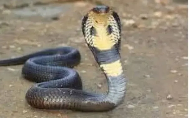 Banda News: सांप पकड़ने गए युवक के हाथ में लिपट गया कोबरा ! शरीर में सांप के टैटू के अलावा छाती पर लिखा था मौत, फिर..