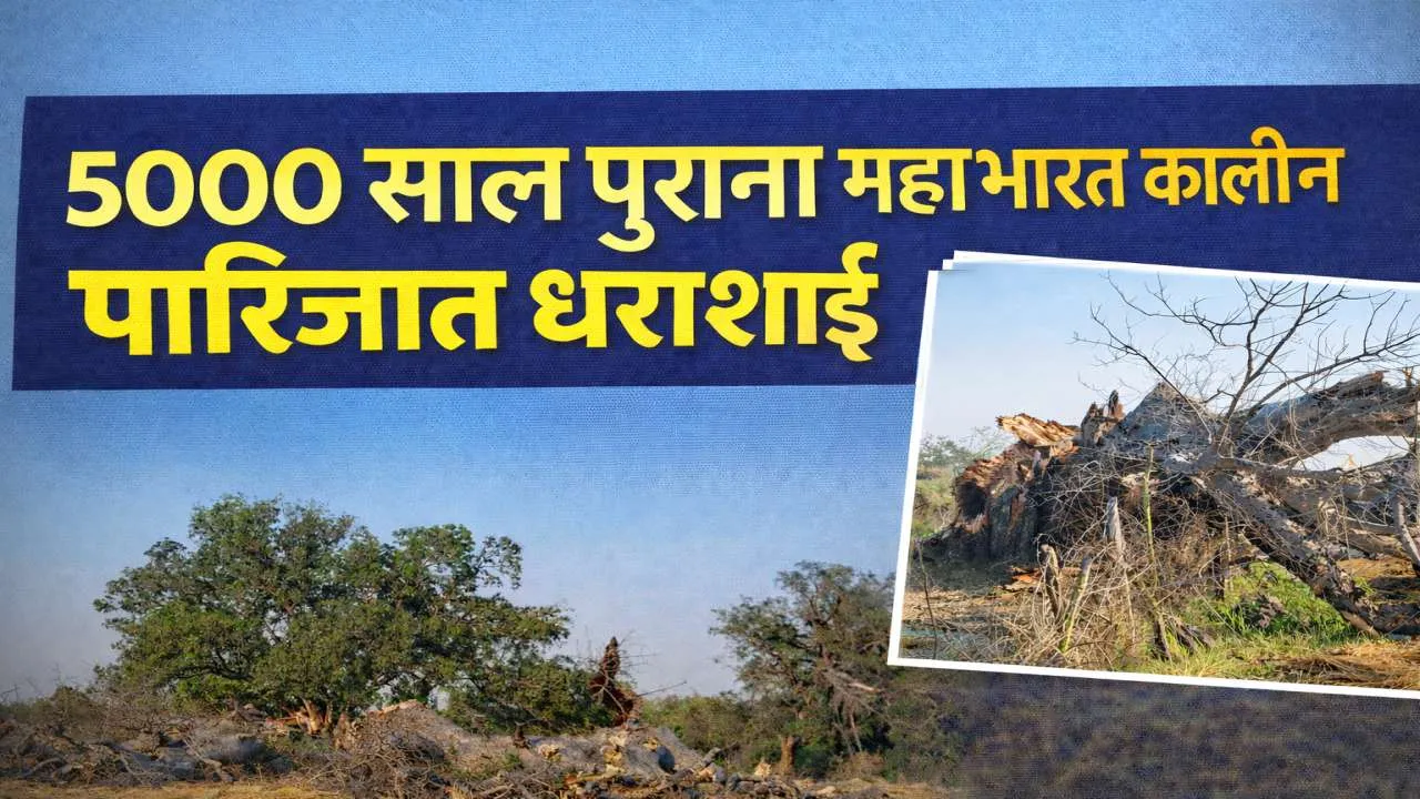 Fatehpur News: 5000 साल पुराना महाभारत कालीन पारिजात धराशाई, लापरवाही ने छीन ली ऐतिहासिक धरोहर