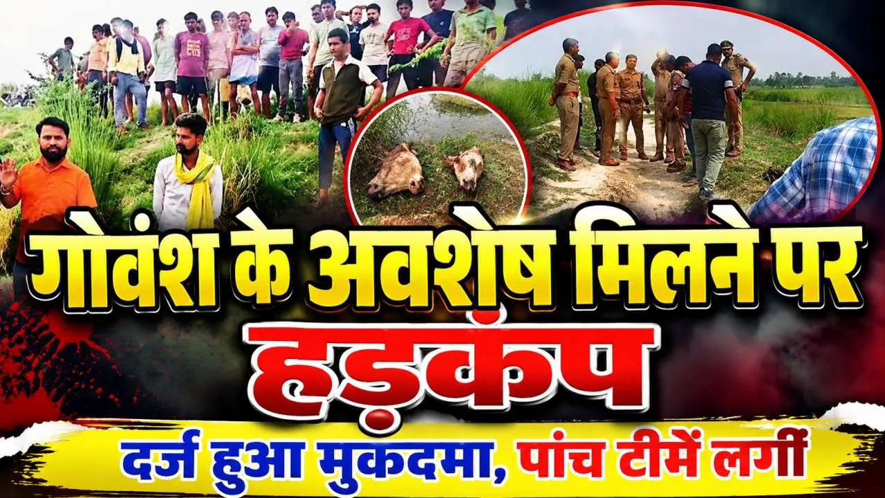 Fatehpur News: फतेहपुर में गोवंश के अवशेष मिलने से मचा हड़कंप, पांच पुलिस टीमें गठित, आरोपियों की तलाश तेज