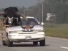 America Viral video Bull: गजब ! मालिक के साथ कार की आगे वाली सीट पर बैठा बड़ी सींग वाला सांड, देखकर यूजर्स क्या बोले