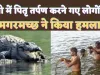 Crocodile Attack Pitru Tarpan: चंबल नदी में तर्पण कर रहे थे दो लोग ! मगरमच्छ ने कर दिया हमला, फिर हुआ ये