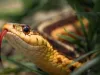 Snakes Venom Demand:  सांप के जहर की क्यों बढ़ रही है डिमांड ! आखिरकार नशेड़ी के शरीर में 3 से 4 सप्ताह तक कैसे रहता है इसका असर, जानिए इस रिपोर्ट के जरिए