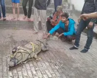 Kanpur News In Hindi: युवाओं की टोली ने पकड़ा खतरनाक मगरमच्छ ! उनकी इस बहादुरी से वन विभाग भी है हैरान