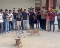 IIT Kanpur Robotic Dog Video: असल ना होकर भी हरकतें असली ! आईआईटी कानपुर द्वारा इजाद किये गए इस रोबोटिक डॉग के दीवाने हुए सब