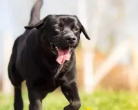 Bijnor Dog News In Hindi: बिजनौर में पालतू कुत्ते ने बदमाशों से मोर्चा लेते हुए अपनी जान देकर बचाई मालिक की जान 