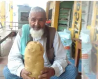 Farrukhabad Potato News: फर्रुखाबाद में मिला अजब-गजब आलू ! कभी देखा है इतने बड़े आकार का भारी-भरकम 2 किलो का एक आलू, किसान भी हैरान