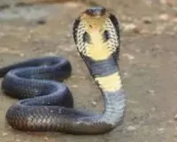Banda News: सांप पकड़ने गए युवक के हाथ में लिपट गया कोबरा ! शरीर में सांप के टैटू के अलावा छाती पर लिखा था मौत, फिर..