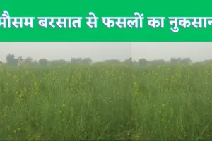 Fatehpur Mausam News : फतेहपुर में बेमौसम बरसात ने किसानों की चिंता बढ़ाई
