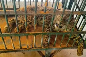 Kanpur Zoo Leopard Died : कानपुर चिड़ियाघर में मादा तेंदुए की हुई मौत,ये थी वजह