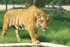 Kanpur Zoo Tigress Trusha: 14 शावकों को जन्म देने वाली बाघिन त्रुशा की दहाड़ हुई मौन ! कानपुर चिड़ियाघर में लंबे समय से थी बीमार