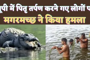 Crocodile Attack Pitru Tarpan: चंबल नदी में तर्पण कर रहे थे दो लोग ! मगरमच्छ ने कर दिया हमला, फिर हुआ ये
