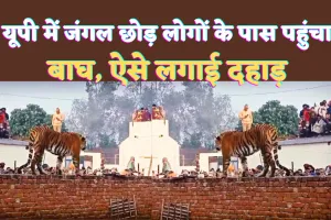 Tiger In Pilibhit: पीलीभीत में जंगल छोड़ घर की दीवार पर ऐसे दहाड़ता रहा 'TIGER' ! बाघ को देखने उमड़ पड़ी लोगों की भीड़, बनाने में जुट गए वीडियो