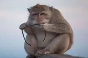 Mathura Monkeys News: मथुरा-वृन्दावन जा रहें तो बन्दरों से रहें ज़रा सावधान ! नहीं तो पलक झपकते ही हो जाएगा सामान गायब 