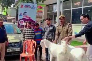 Kanpur Bakra News : चोरी का अजब-गजब मामला ! बिरयानी खाने के लिए इन शातिरों का बकरों पर आ गया दिल, फिर ऐसे बकरे किये पार
