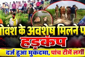 Fatehpur News: फतेहपुर में गोवंश के अवशेष मिलने से मचा हड़कंप, पांच पुलिस टीमें गठित, आरोपियों की तलाश तेज